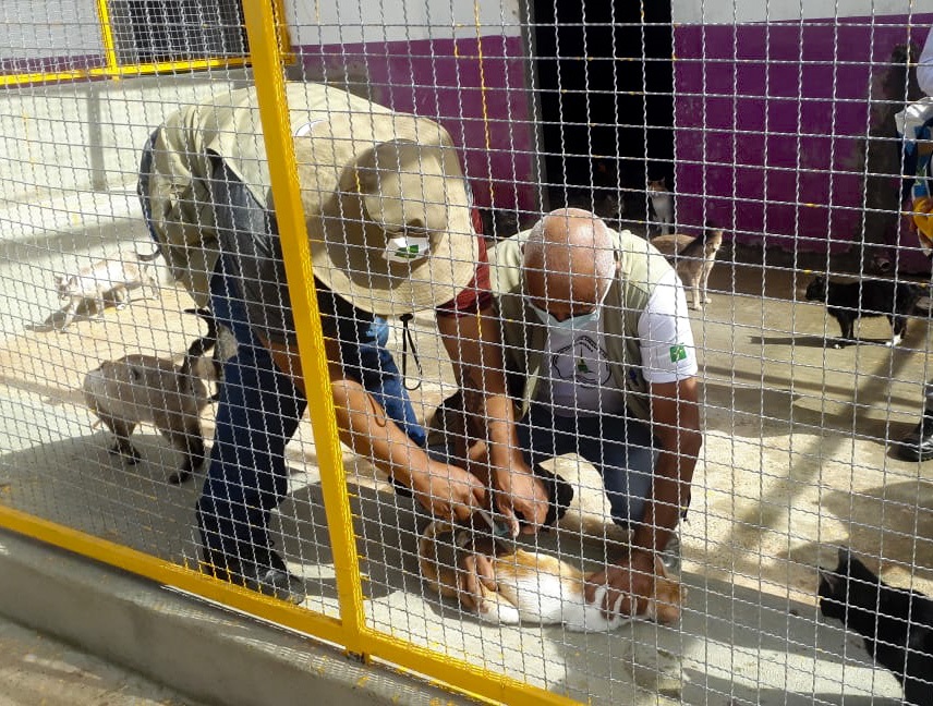 Vigilância Ambiental vacina 443 animais na área rural do Gama