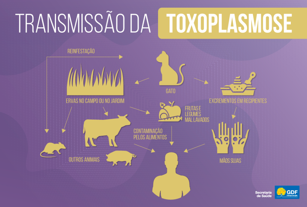 Ame os gatos, mas lembre-se da toxoplasmose