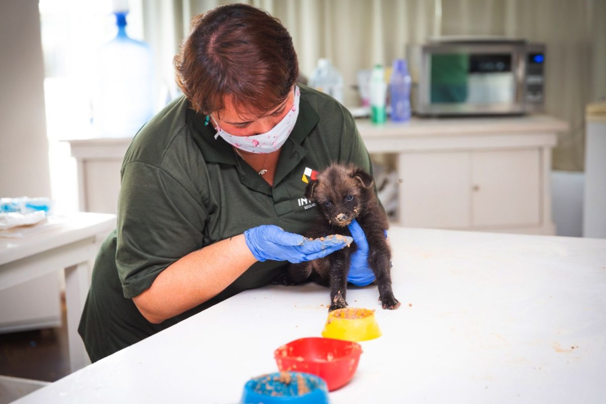 Zoológico acolhe mais de 50 animais órfãos