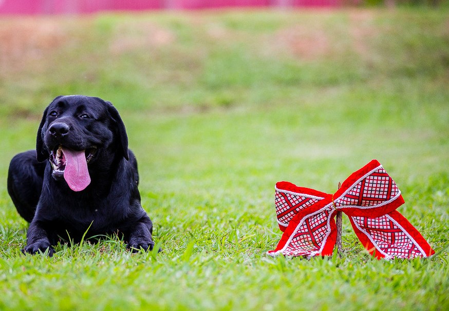 Proteja os pets dos fogos durante o Natal e Ano-Novo