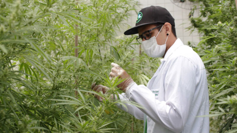 CLDF aprova projeto sobre incentivo à pesquisa com a “cannabis medicinal”