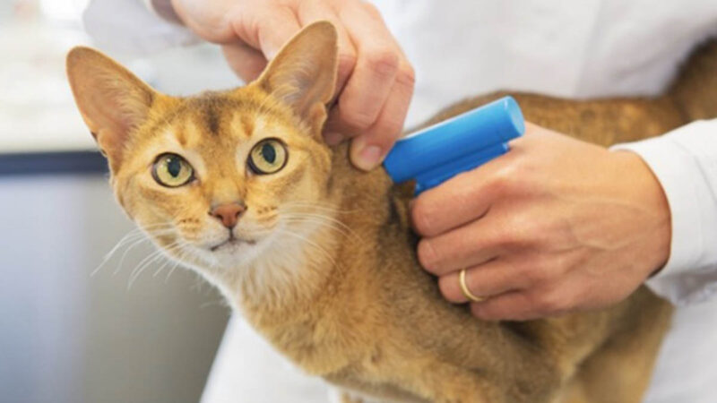 Microchip de identificação pode se tornar obrigatório para cães e gatos do DF