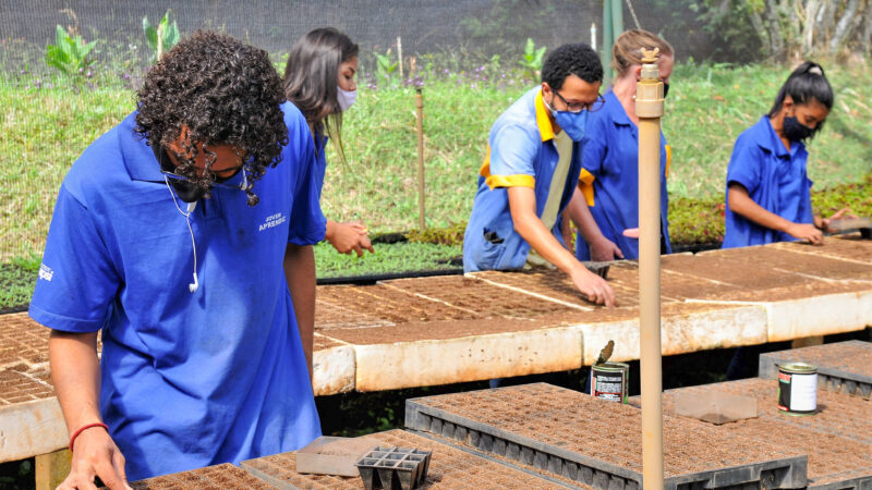 Jovens aprendizes atuam nos viveiros da Novacap