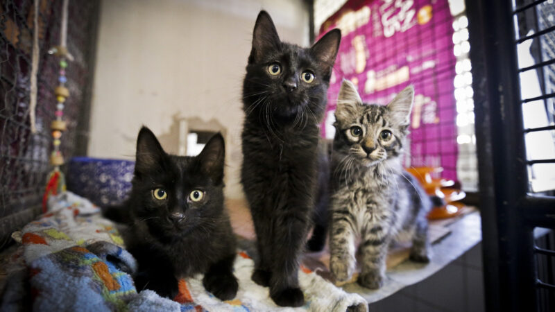 Vamos adotar um bichinho de estimação?