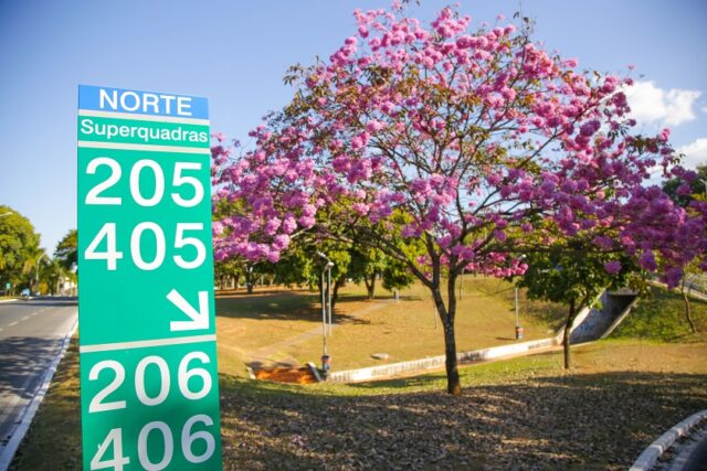 Plante e tenha em casa um ipê para chamar de seu