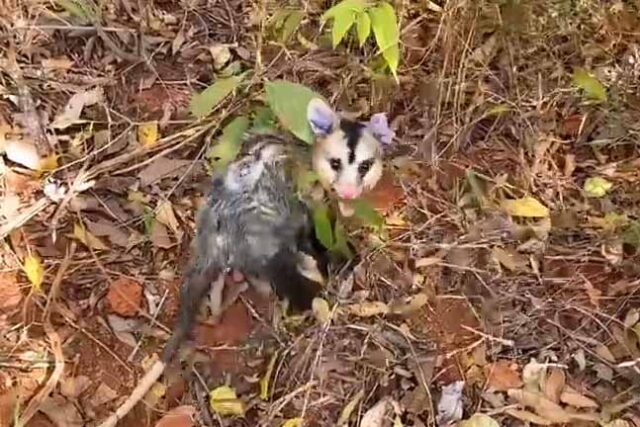 Tempo seco estimula animais silvestres a saírem do seu habitat