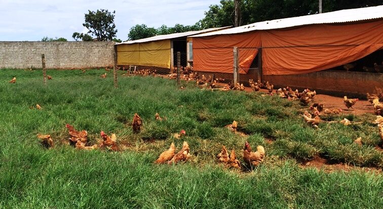 Cresce 180% número de produtores da avicultura