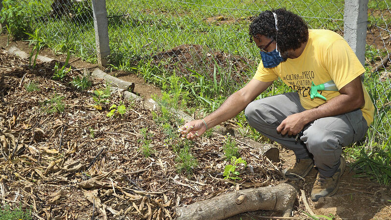 Hortos medicinais reúnem mais de 80 espécies de plantas
