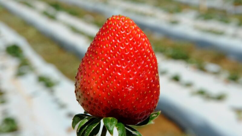 Ceasa inaugura espaço exclusivo para venda de morango