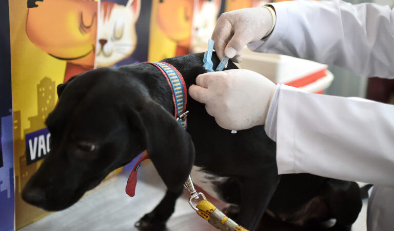 Criação de farmácias veterinárias populares avança na CLDF