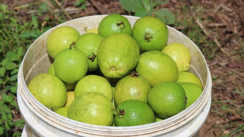 Feira da Goiaba começa nesta sexta, em Brazlândia
