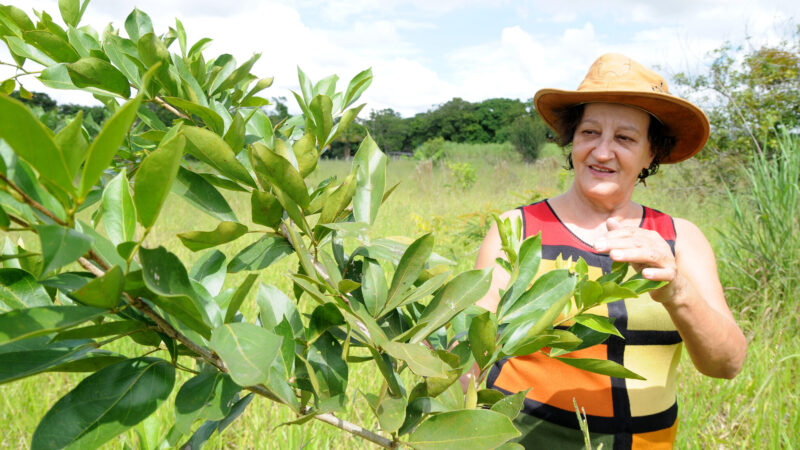 Mudas do cerrado recuperam terras degradadas