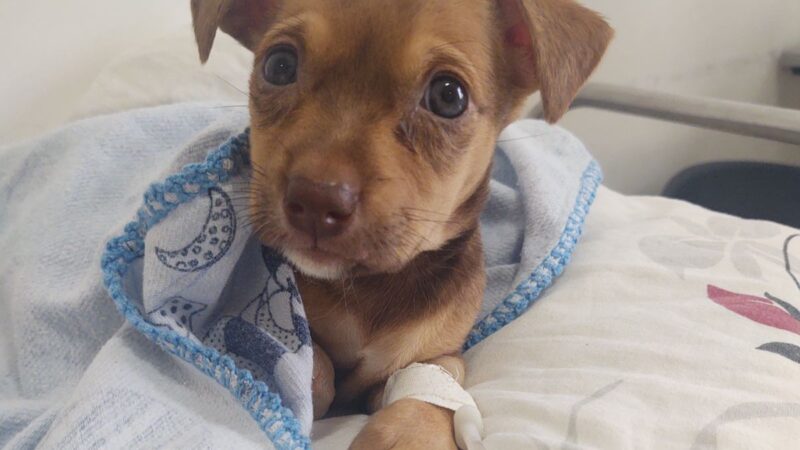 Quer ajudar? Participe da campanha do agasalho para cães e gatos