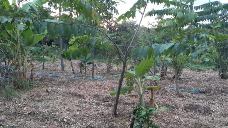 A poda que vira adubo para produtores rurais