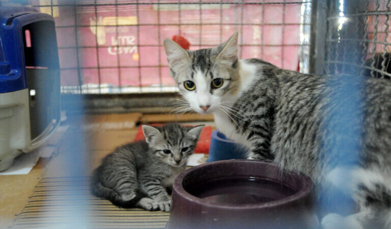 Que tal adotar um pet? 33 animais estão à espera de um lar na Zoonoses