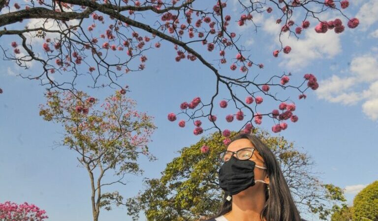 Começa a temporada de ipês, enchendo de cor e beleza todo o DF