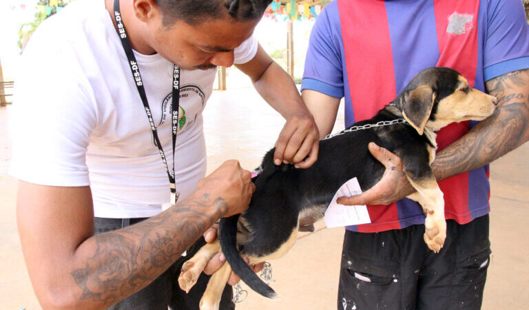 Mora em área rural? Imunize seu pet contra a raiva