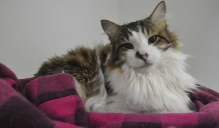 Aberta 4ª Campanha de Castração de Cães e Gatos de 2022