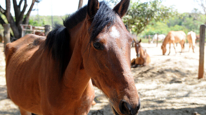 Cidadão pode ajudar no combate à presença de animais de grande porte na rua