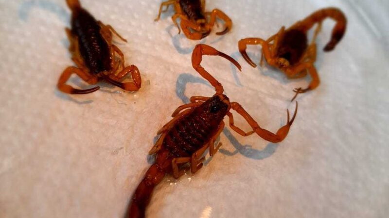 Foi picado por animal peçonhento? Rede pública presta todo o socorro