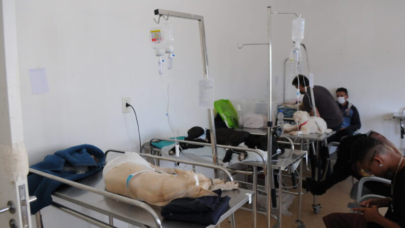 Hospital veterinário do DF terá atendimentos de cardiologia e oncologia