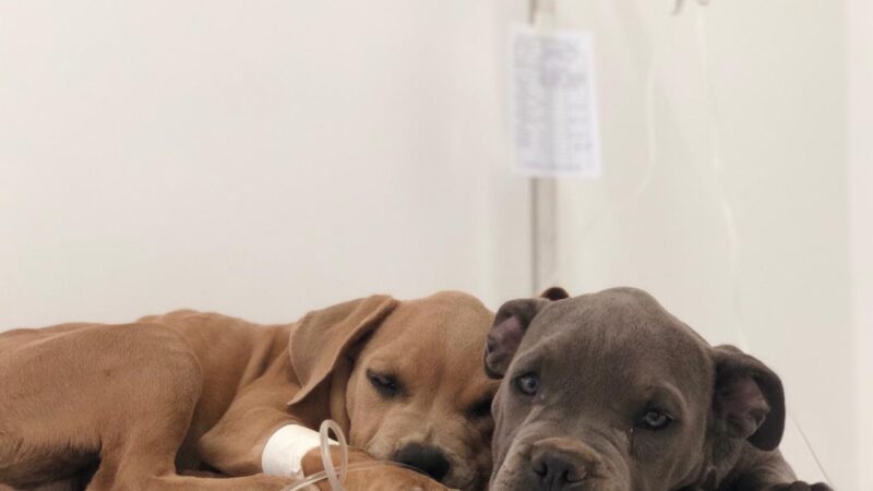 Agendamento eletrônico para castração de pets começa nesta quarta (26)