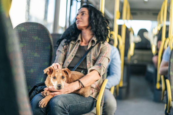 PL aprovado flexibiliza acesso de pets no transporte público