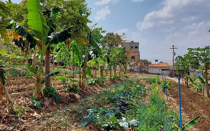 Hortas comunitárias reforçam a segurança alimentar da população