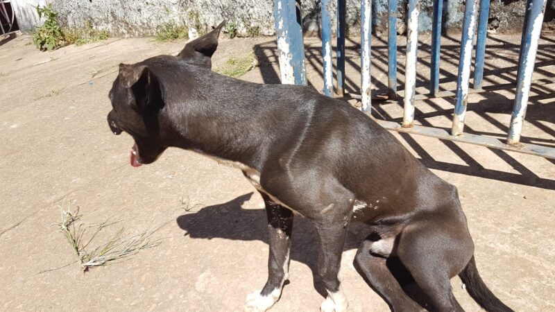 DF terá a primeira delegacia de proteção animal do país