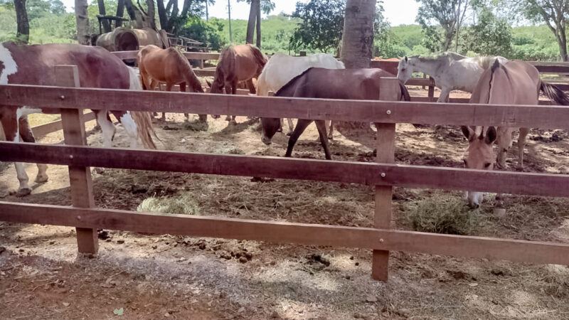 Em janeiro, programa do GDF recolheu 30 animais de grande porte das ruas