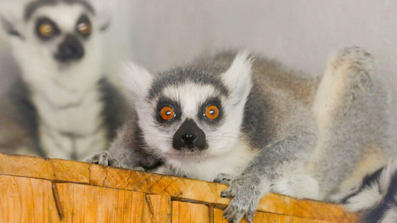 Zoológico de Brasília acolhe casal de lêmures-de-cauda-anelada