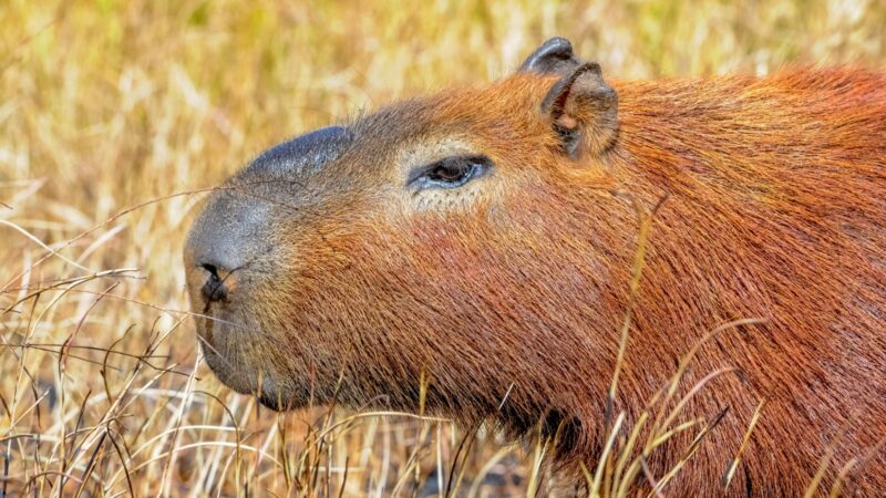 Estudo aponta que capivaras ocupam 25% da orla do Lago Paranoá