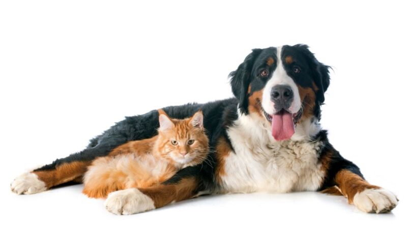 Campanha de castração gratuita de cães e gatos começa em junho