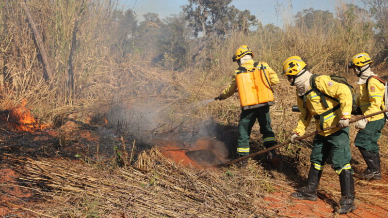 Fogo controlado ajuda a preservar Cerrado contra incêndios florestais