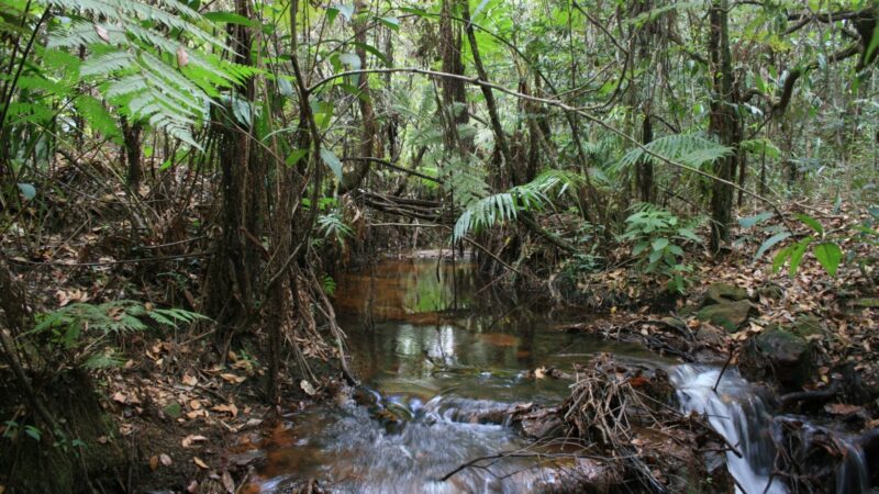 DF promove 1º Fórum do Sistema Distrital de Trilhas Ecológicas com foco em sustentabilidade, turismo e inovação